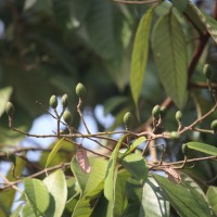 Cryptocarya wightiana Thwaites